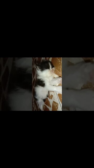 #persiancats #cutecat #youtubeshorts #cats #kittens #youtubeshorts