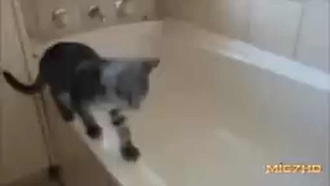 Funny cat