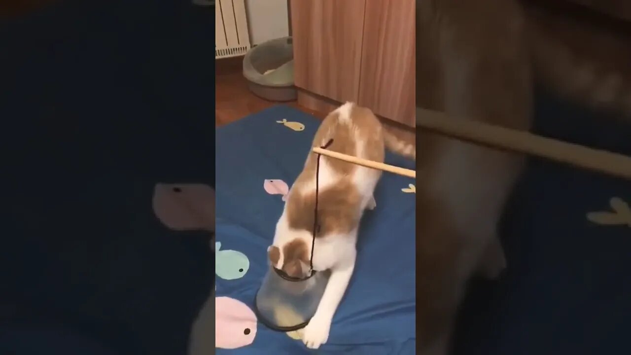 Cat Video fun time #shorts #cat #funny