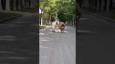 Big Alaskan dog walking.on the street with his little owner#shorts
