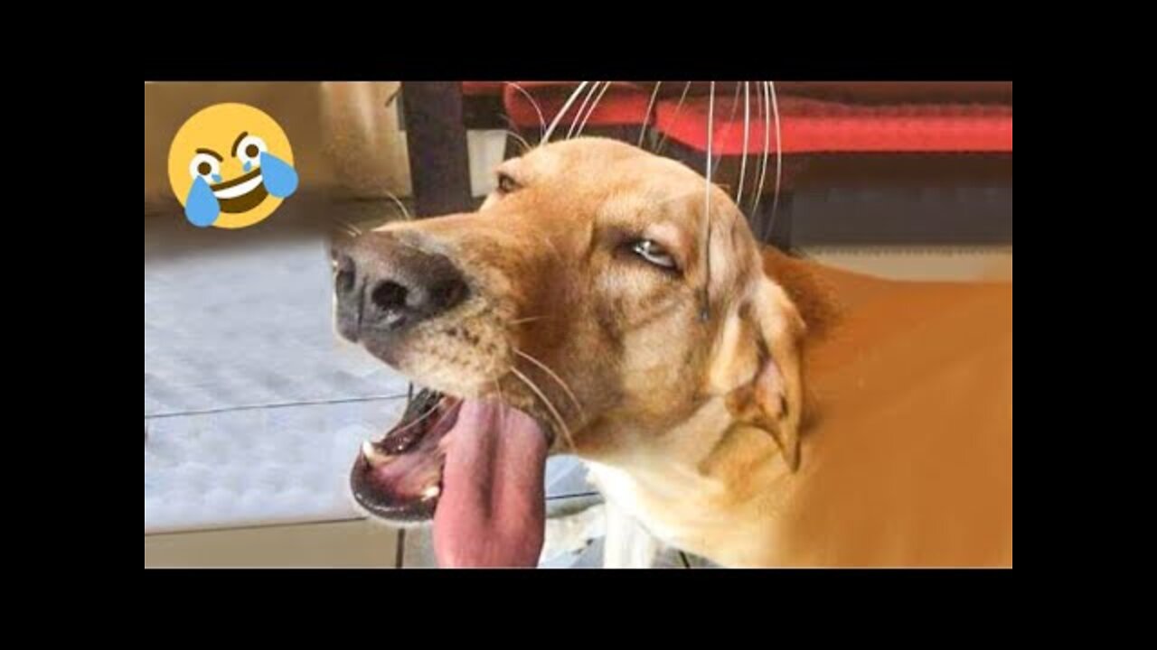 Funny Animal Videos 😂 - Best Dogs And Cats Videos 😺😍 Compilation