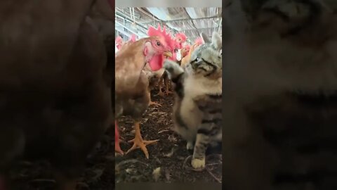 Animals reenact the Oscars moment…