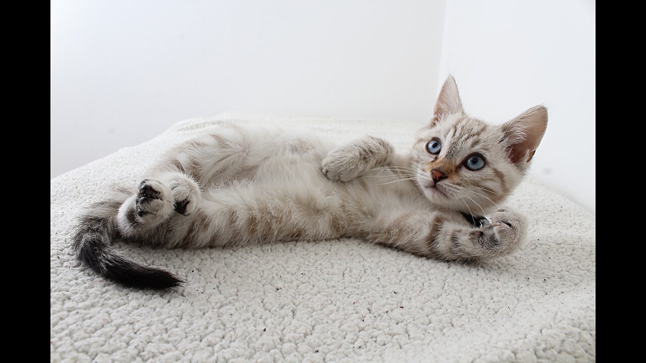 Cute kitten playing with toy || cute puppy 😺🙂🤗