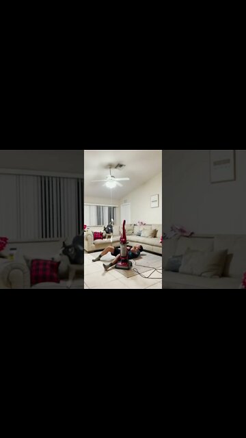 Husky Says You Are So Dramatic- Funny Dog Video 🐾