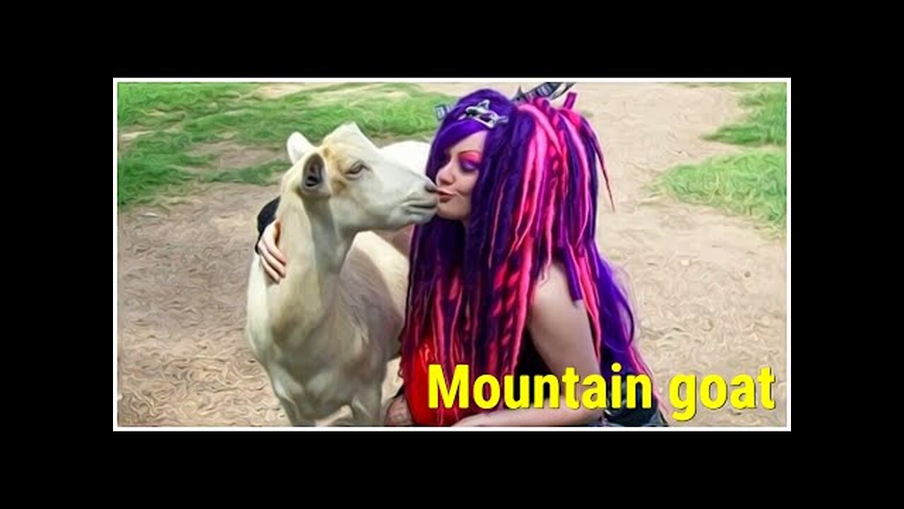 WILD ANIMALS in nature-mountain goat