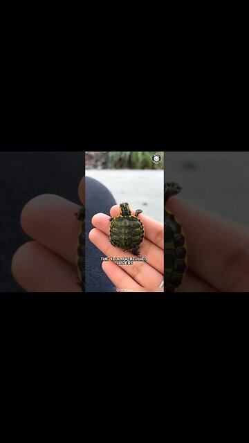 Aquatic Turtle 🐢 Pet Parenting: Turtle Edition!