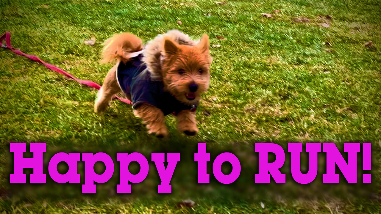 Happy puppy runs in slow motion!