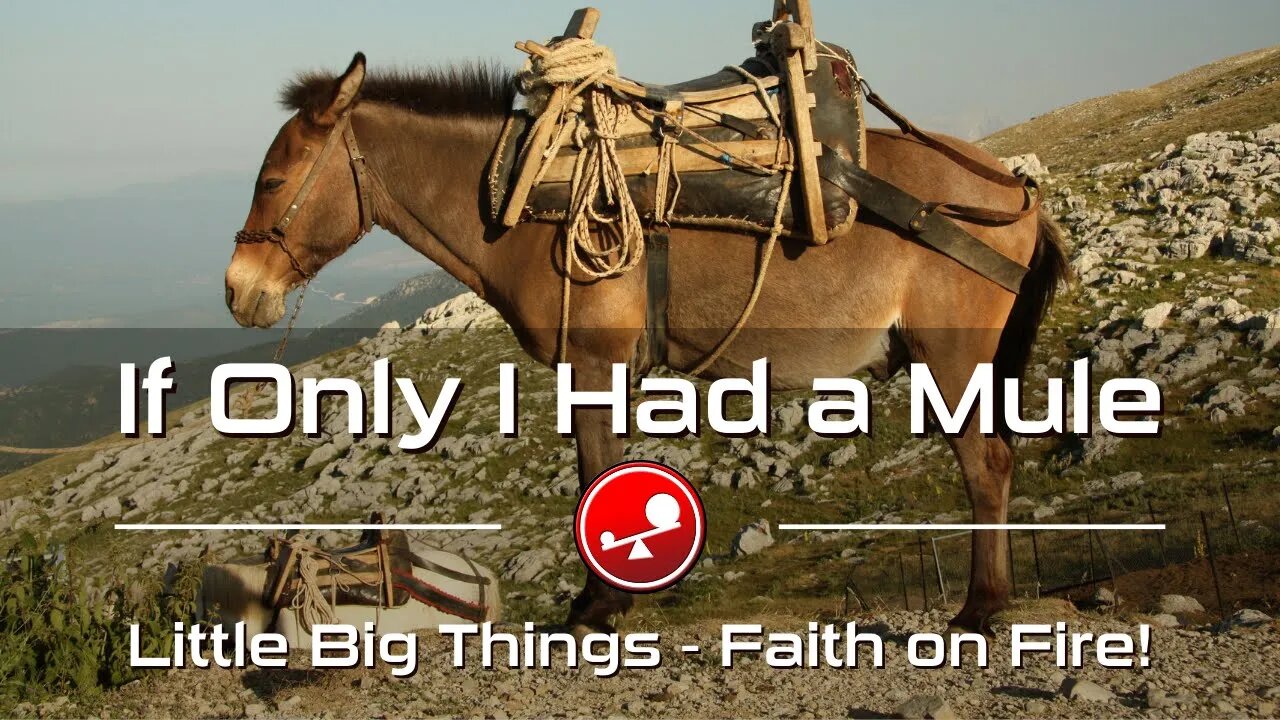 IF ONLY I HAD A MULE - Daily Devotional - Little Big Things