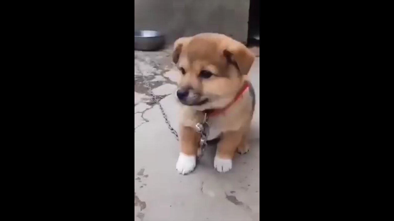 Cute_😍_puppy_🐶_barking_#short(240p)