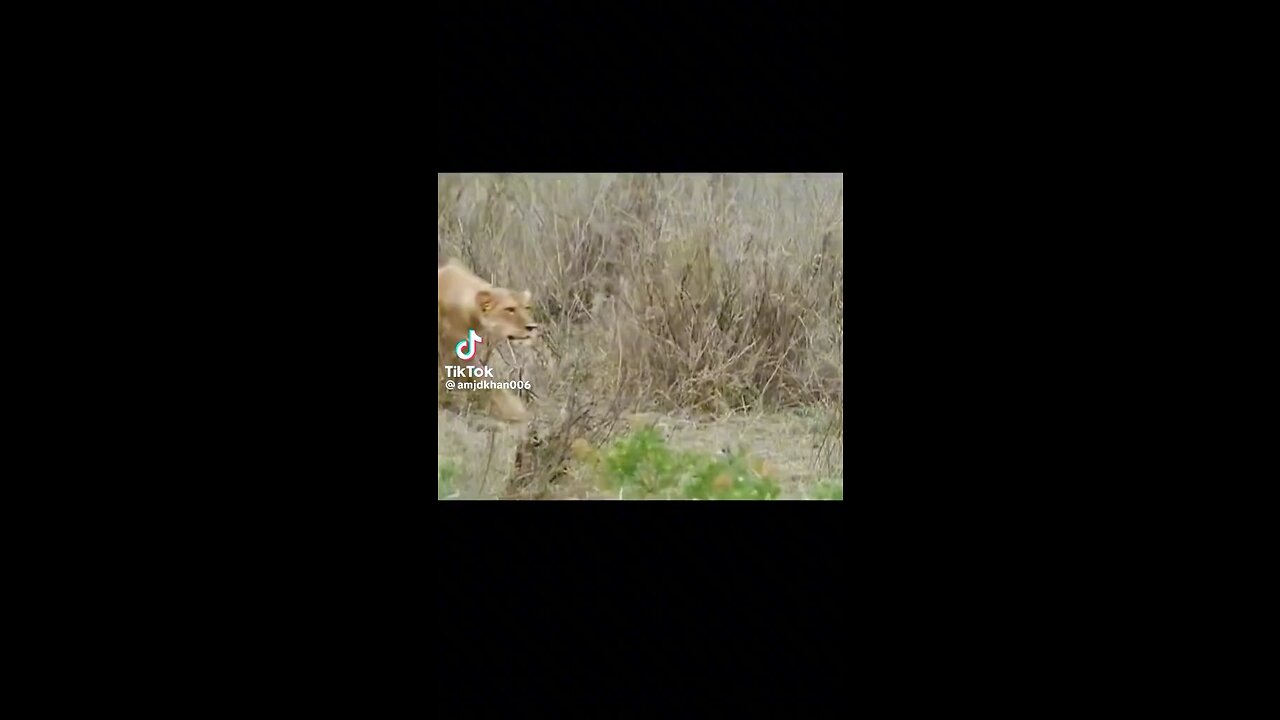 Lion hunting