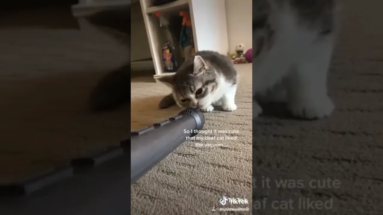 Deaf Cat Gets Sucked Into Vaccum