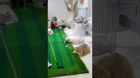 cute cat videos 😹 funny videos 😂🏑