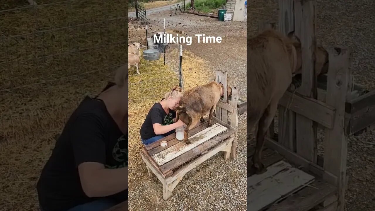 It's Milking Time! #milkgoats #dairy #goats #cheese #icecream #homesteading #farmlife #shorts