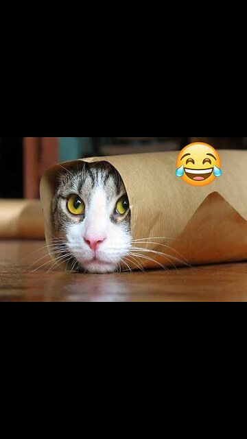 Most Funniest Animals - Best Cats😹 & Dogs🐶 Videos of 2023 Compilation! #12