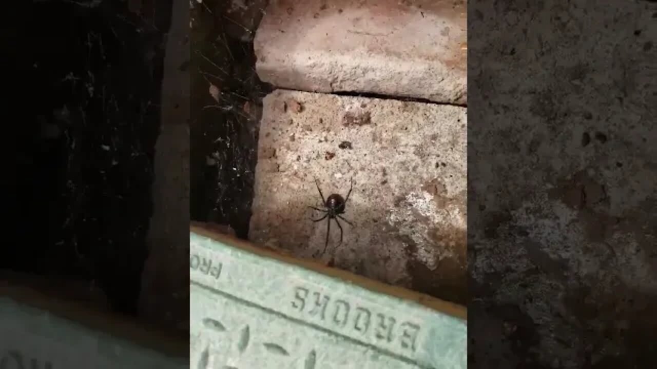 Black widows love wet areas and your irrigation boxes are prime real estate for prey. Be careful!