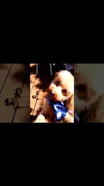 Our old pals! Freddie as a pup. awe...···#dogsofinstagram #dog #dogs #dogstagram #instadog #puppy