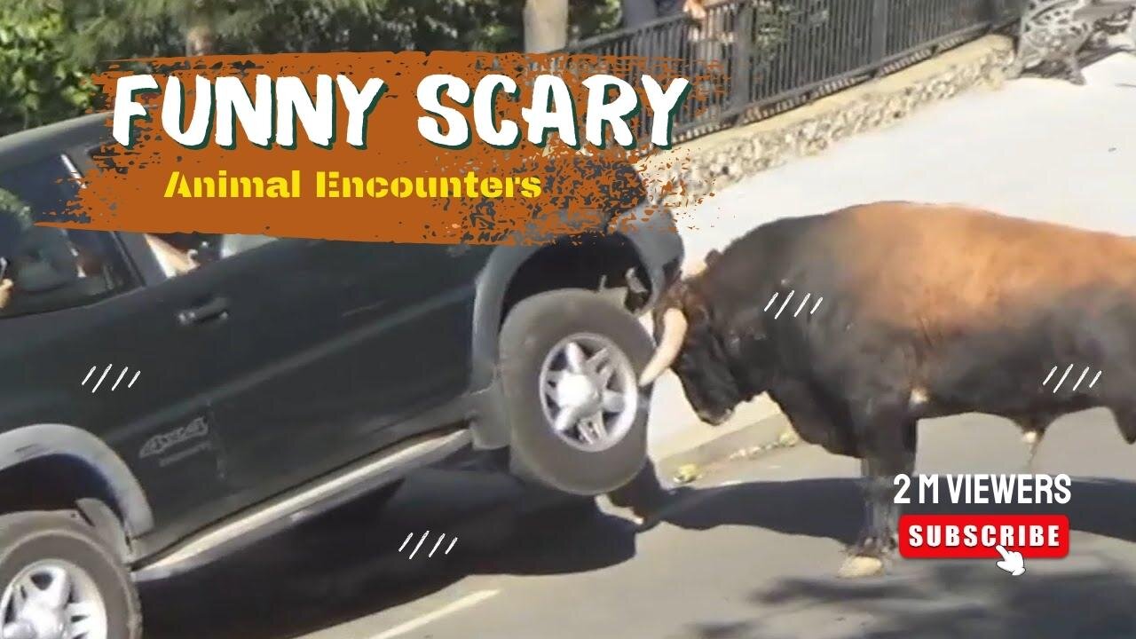 Damn Nature You Scary | Funny Scary Animal Encounters