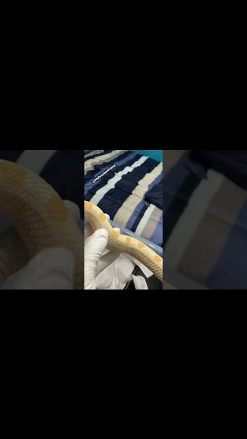 Not Very Interesting, But This Is How Treat The Mess (Hognose Short?) #hognose #westernhognose