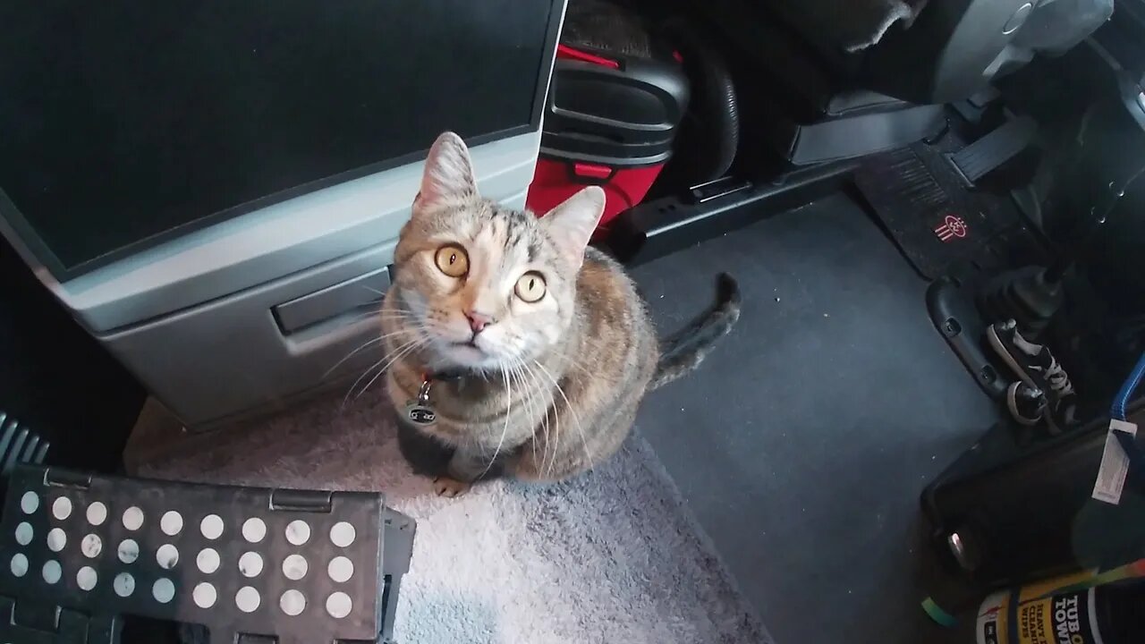 Milo cat goes from Indiana to Ohio and back.