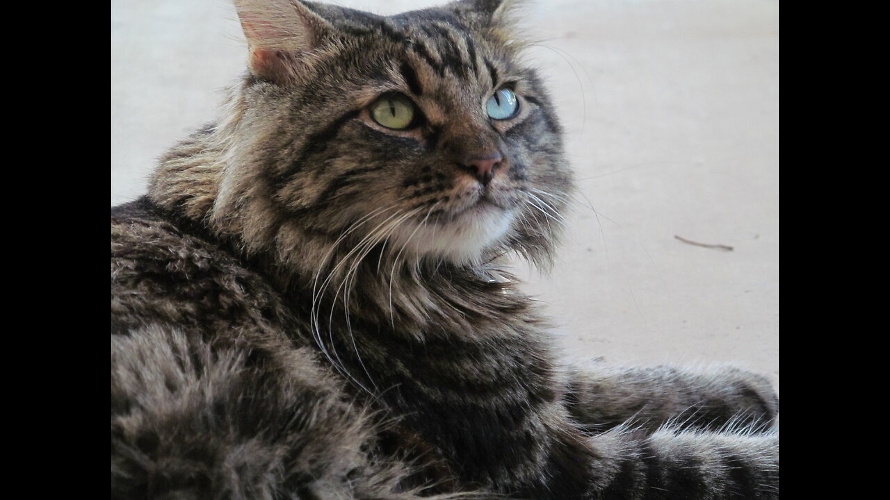 Outdoors , with Friendly the Maine Coon Cat !