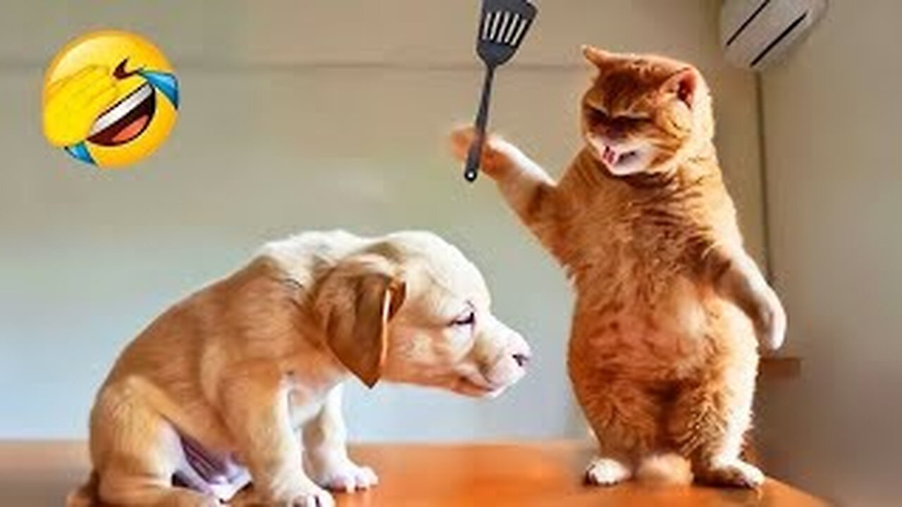 Very funny cats video 😅😅😅😅