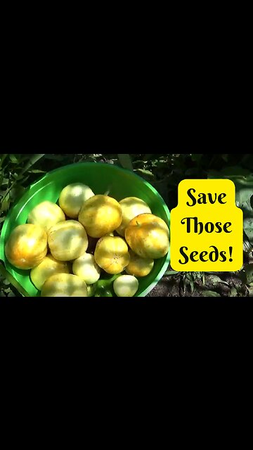 This Is Why You Should Seed Save! Plan for Next Year :) #shorts