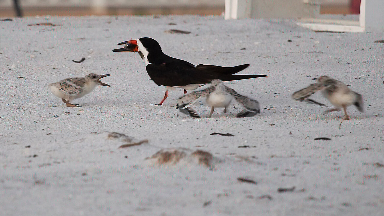 Young Skimmers Have Feeding Frenzy