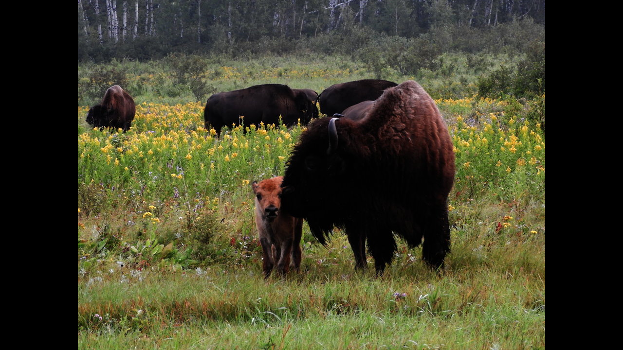 Baby Bison