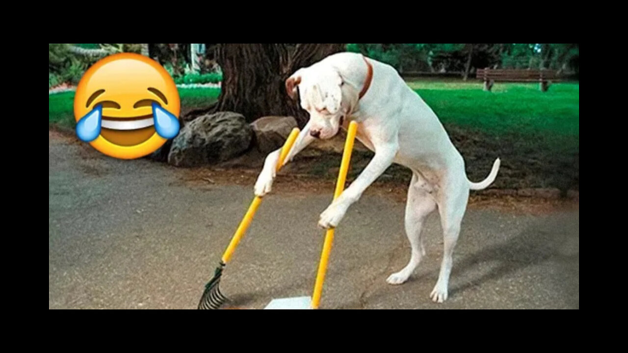 best funniest animal videos 2023 - funny cats and dogs ---