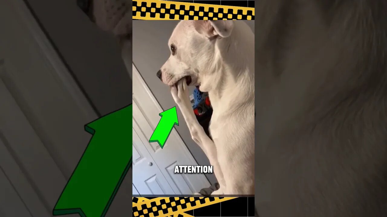 This dog has interesting talents😂 #shorts #funny #comedy