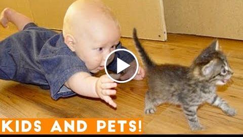 Try Not To Laugh Ultimate Funny Dog Compilation | Funny Pet Videos 2018