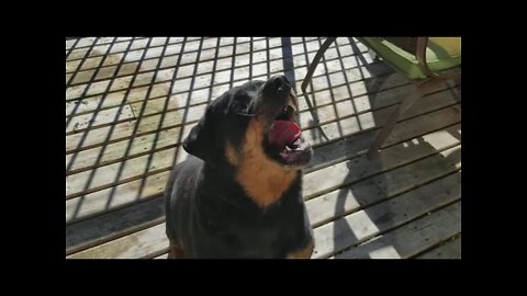 Feeding My Rottweiler Steak 💖 #rottweiler 💖