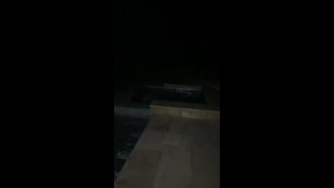 dog goes for a swim at night