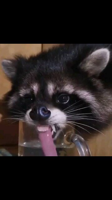 A funny clip of a raccoon drinking water