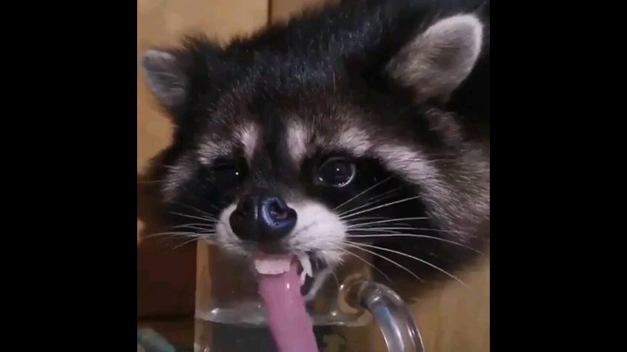 A funny clip of a raccoon drinking water