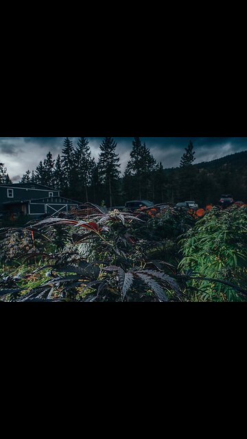 1 year into Medicinal Cannabis, Closet Overflowing