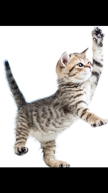 Most Funniest Animals - Best Cats😹 & Dogs🐶 Videos of 2023 Compilation! #17