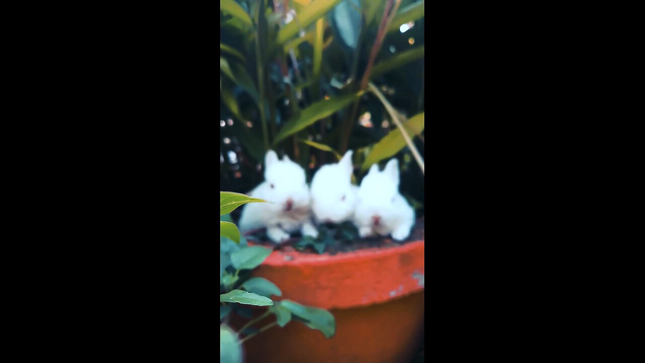 rabbit 🐇🐰 eating food