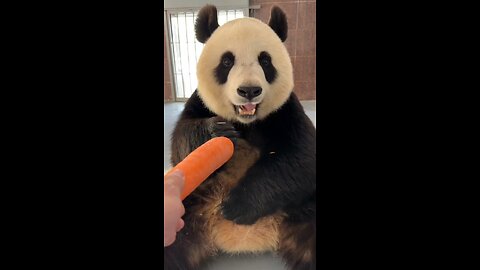 Panda eating carrots