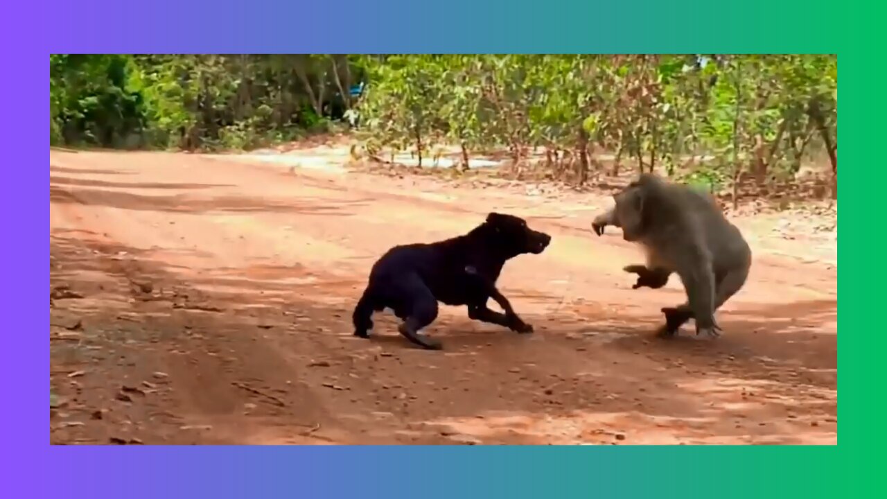 Monkey vs dog real fight | funny dog vs monkey video l funny video l comedy videos