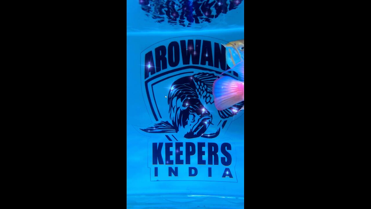 Arowan pet arwana