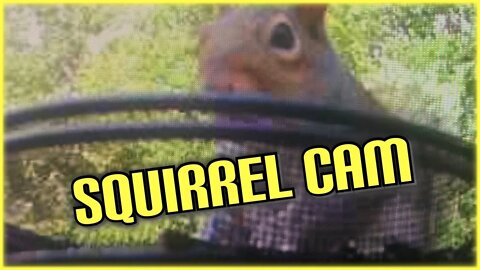 Squirrel Cam 2