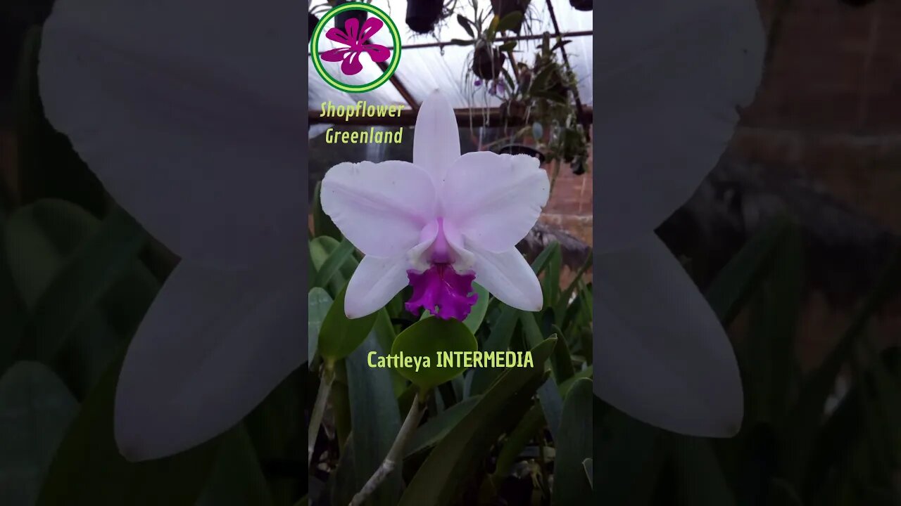 TOP 10 ORCHIDS | CATTLEYA INTERMEDIA | # LIST 3 | #SHORT