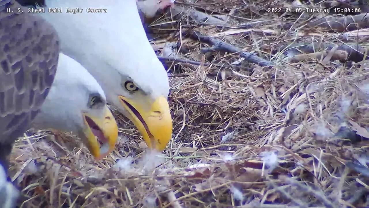 USS Eagles - USS 4 - First Bite