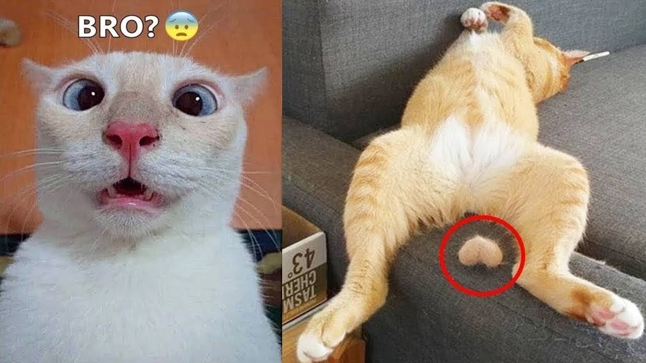 😱So Cute Cat Funny Video 🤣