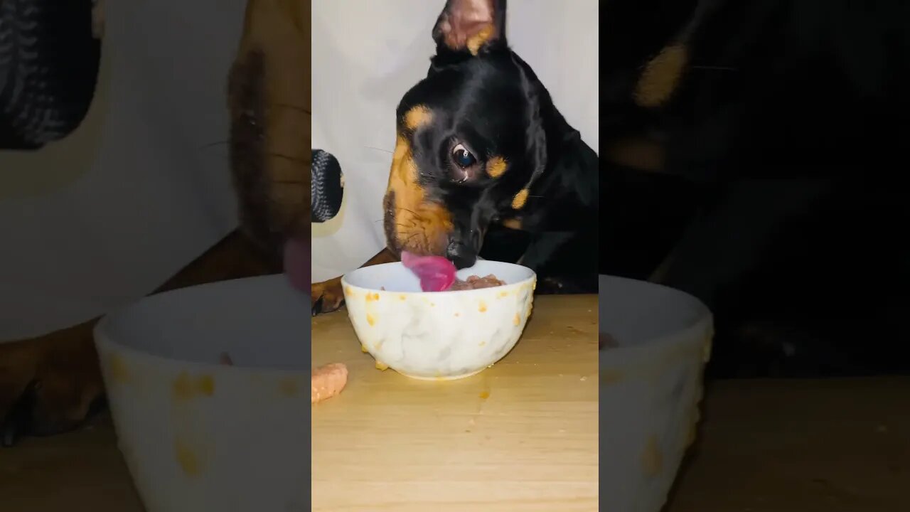 VIRAL PUPPY ASMR #shorts #short #asmr #viral #like