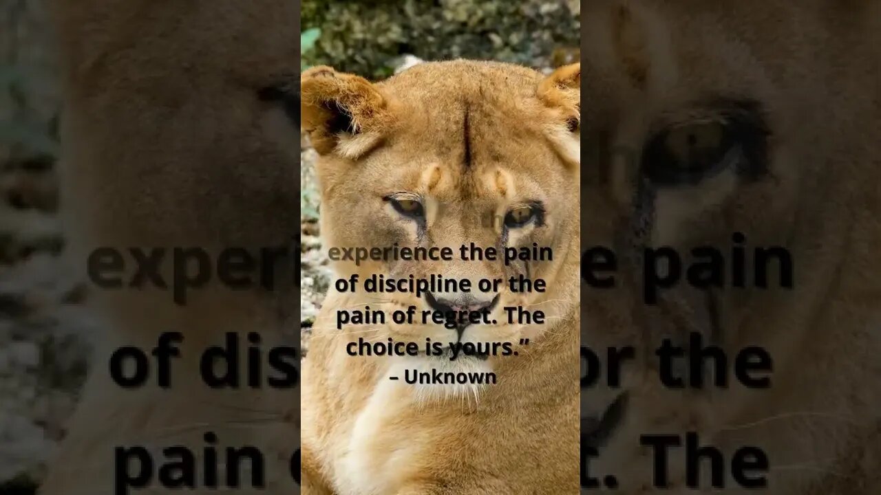You can either experience the pain of discipline or...? #shorts #motivation #success #mindset