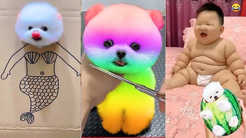 Funny and Cute Dog Pomeranian 😍🐶| Funny Puppy Videos