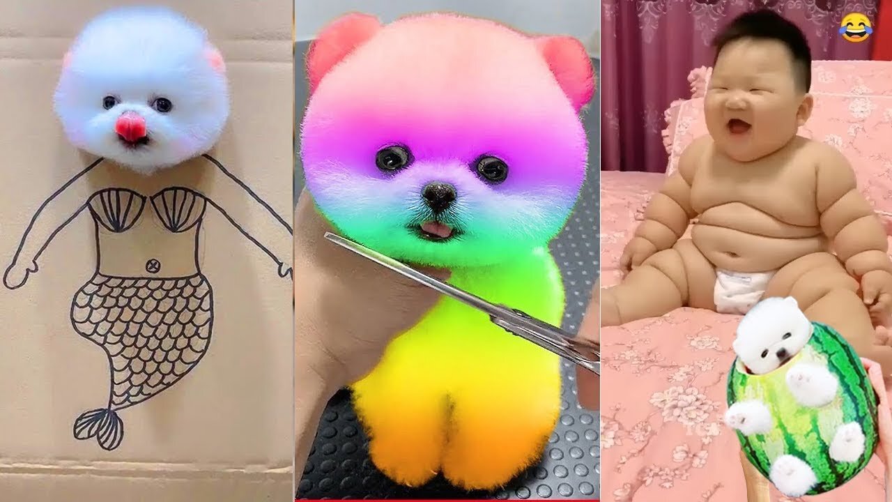 Funny and Cute Dog Pomeranian 😍🐶| Funny Puppy Videos