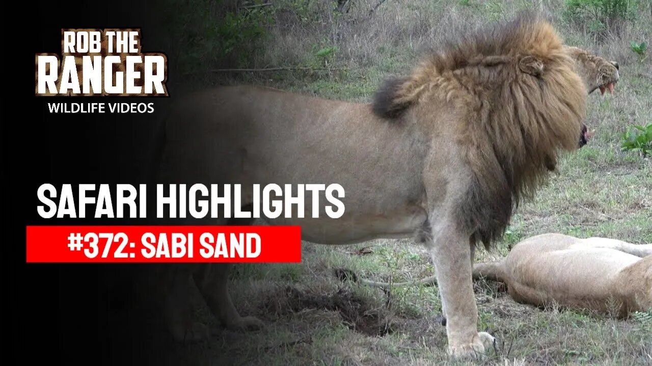 Safari Highlights #372: 17 - 20 October 2015 | Sabi Sand Nature Reserve | Latest Wildlife Sightings